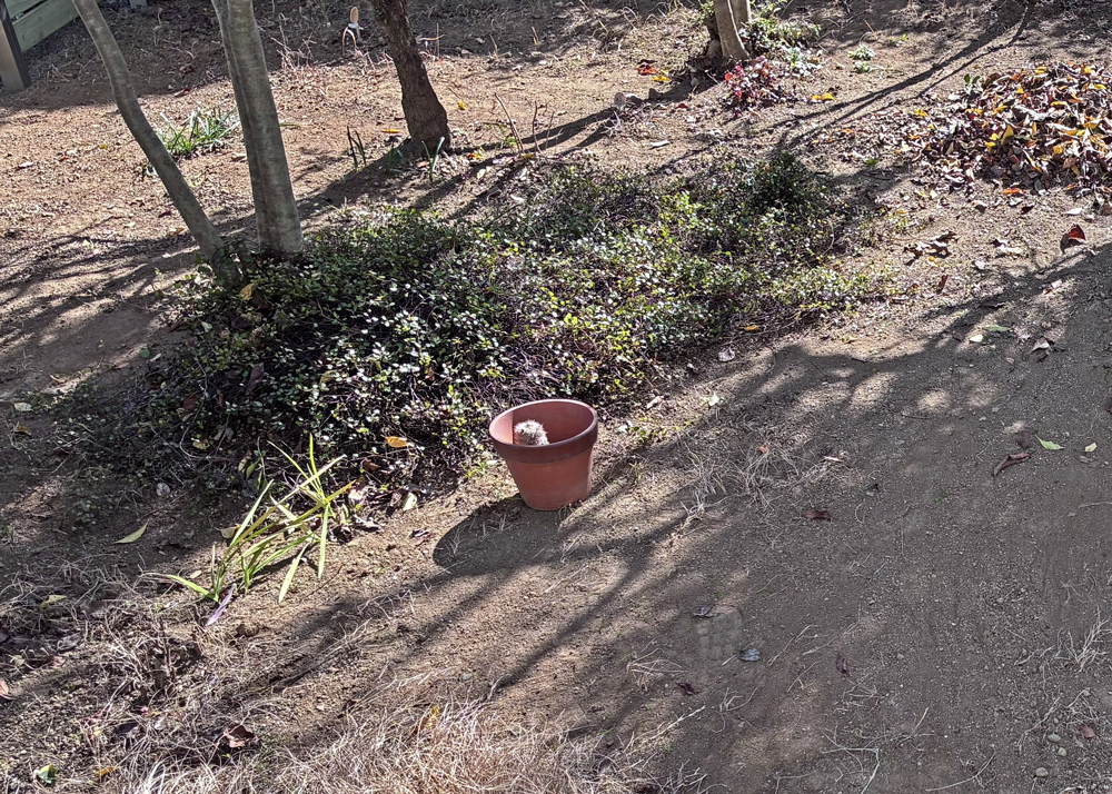 地植えのワイヤープランツ(1月下旬の様子)