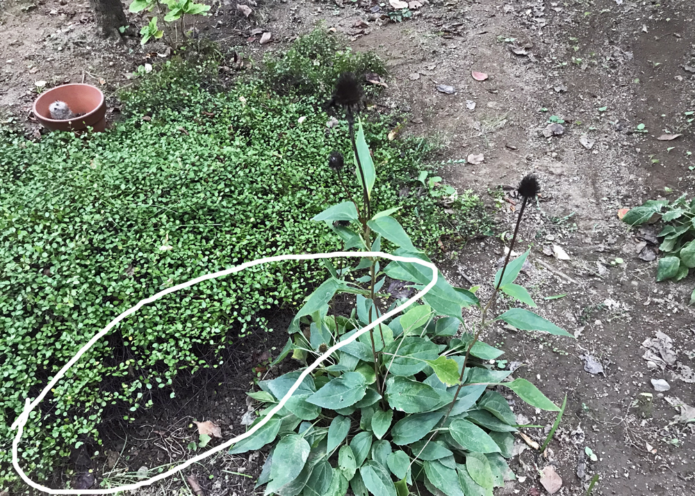 地植えのワイヤープランツ(10月下旬の様子)