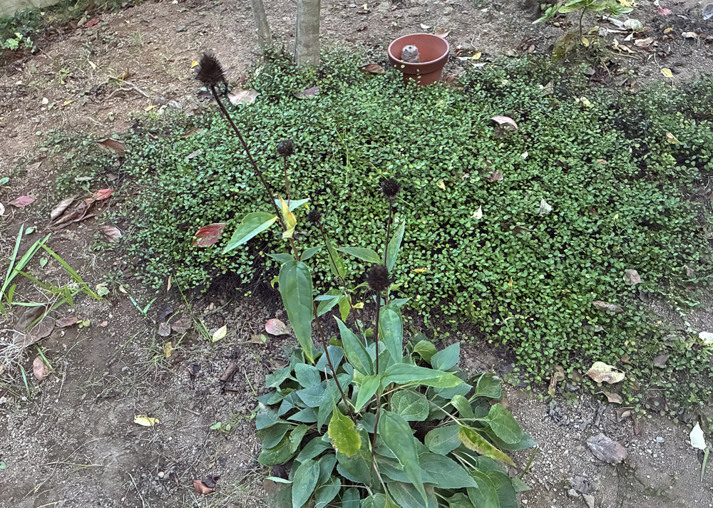 地植えのワイヤープランツ(11月上旬の様子)
