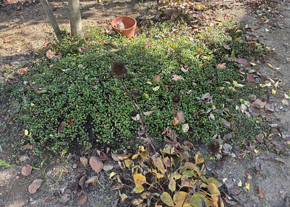 地植えのワイヤープランツ(12月上旬の様子)