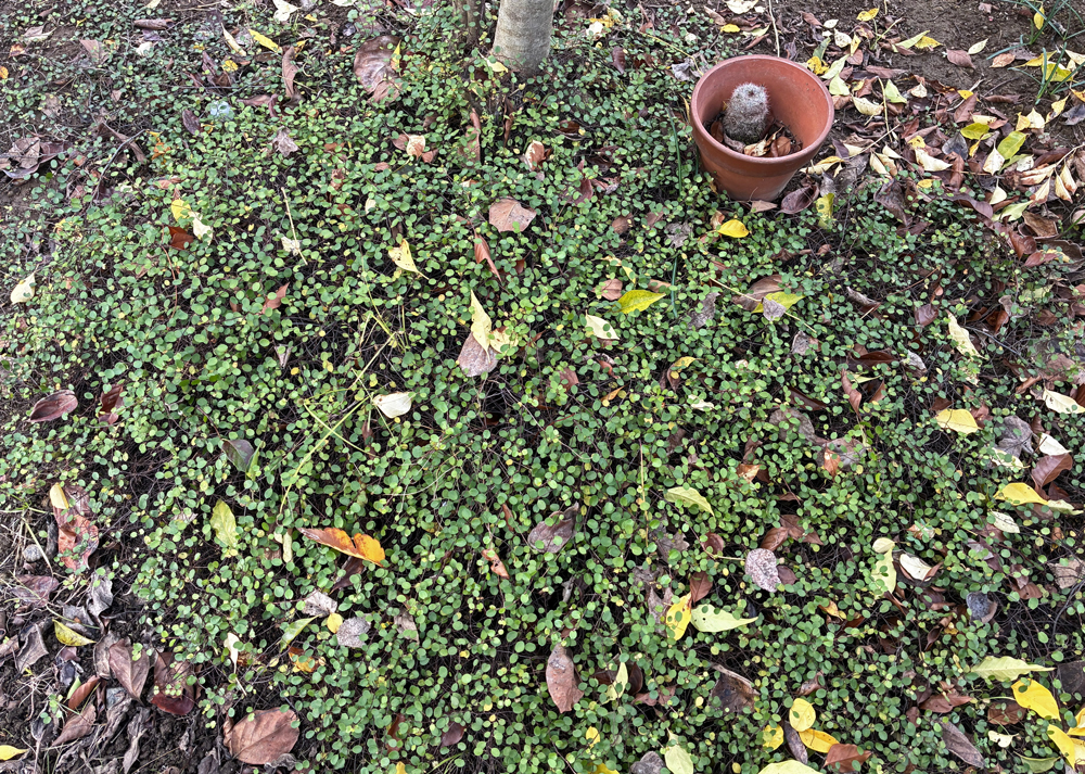 地植えのワイヤープランツ(12月下旬の様子)