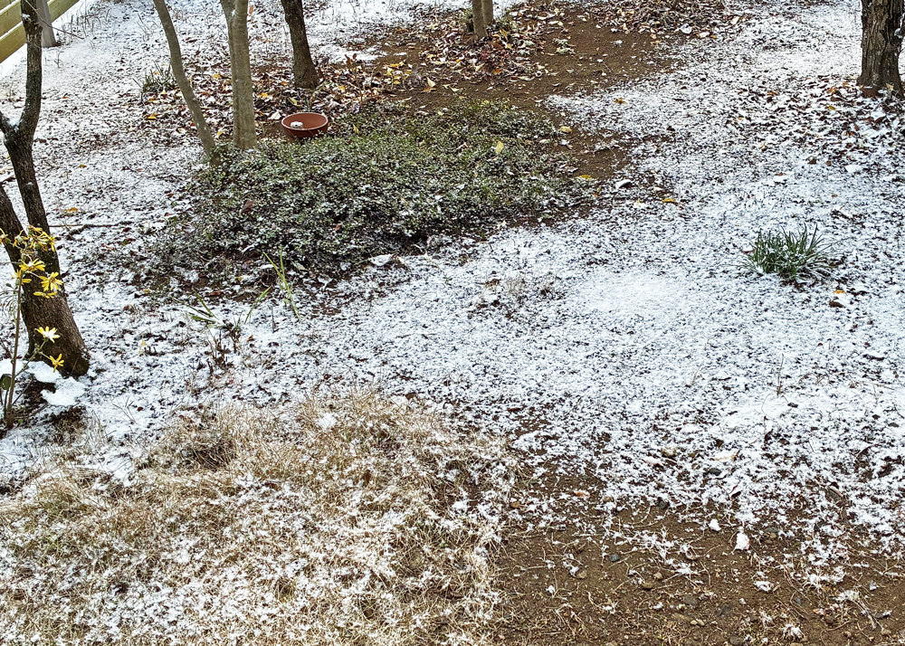 地植えのワイヤープランツ(1月上旬・雪が降ったときの様子)