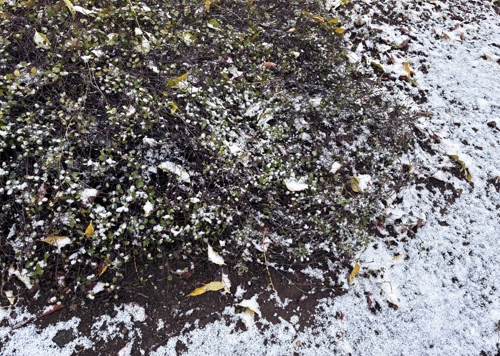 地植えのワイヤープランツ(2月上旬・雪が降ったときの様子)