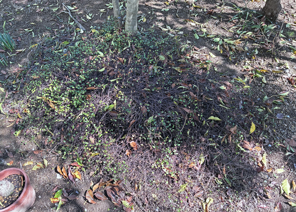 地植えワイヤープランツ(2月下旬・半分以上が枯れた状態)