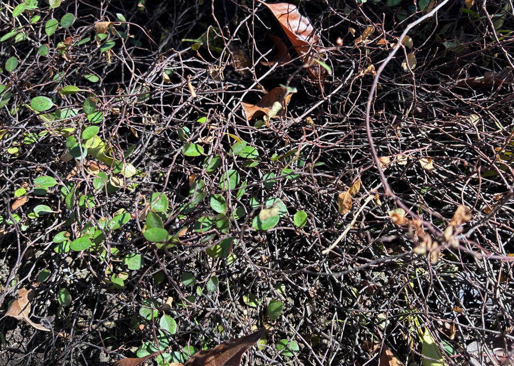 地植えワイヤープランツ(2月下旬・半分以上が枯れた状態)