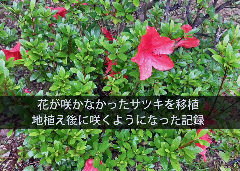 花が咲かなかったサツキを移植｜地植え後に咲くようになった記録