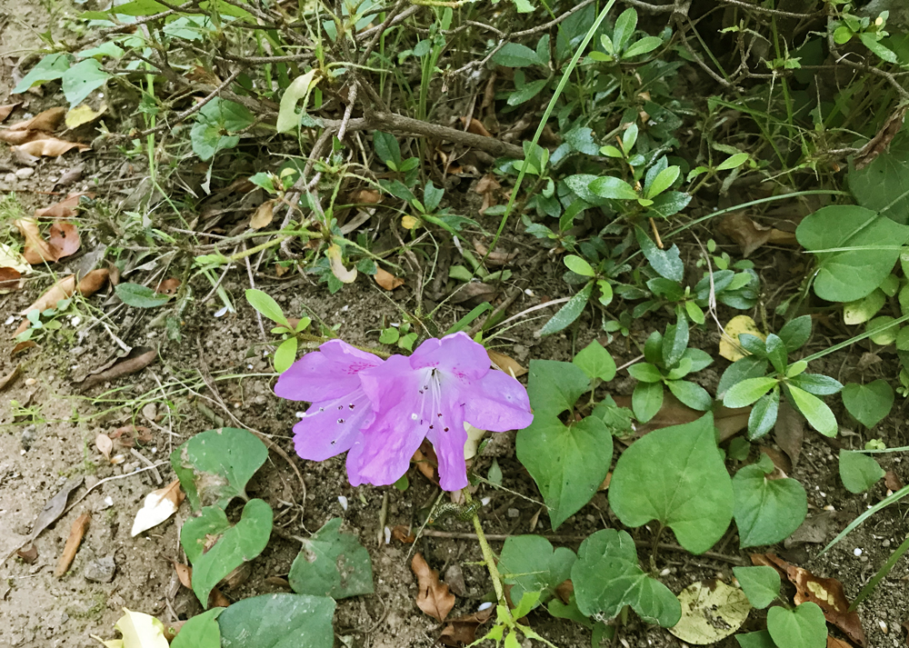 葉が虫に食べられたたサツキ