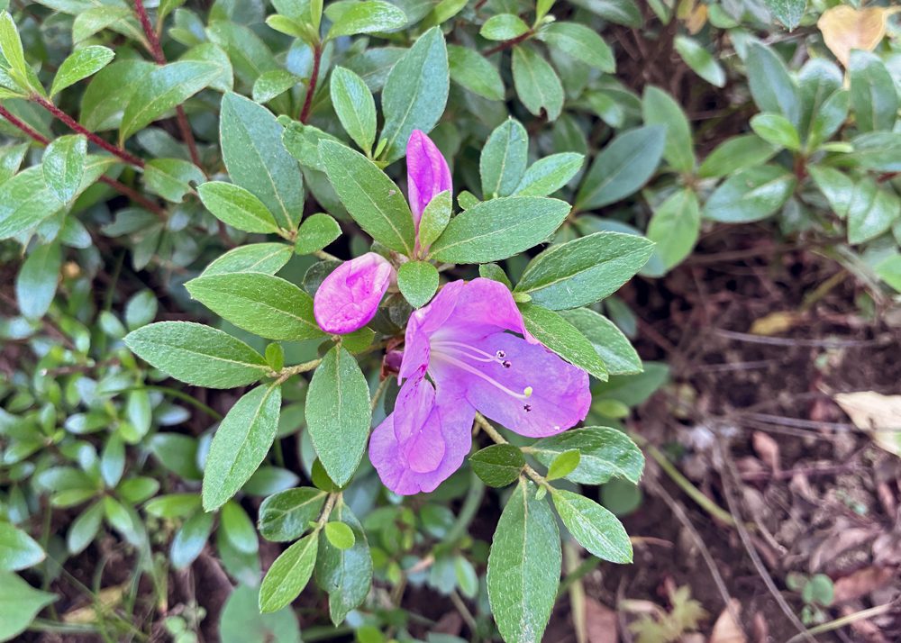 ピンク色のサツキの花