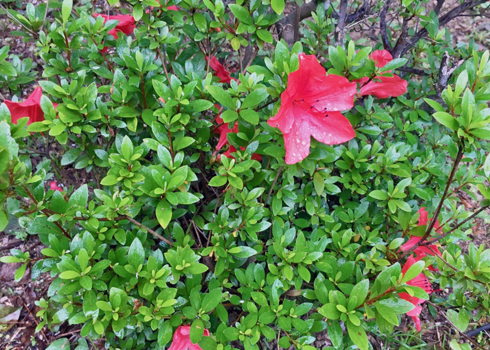 南よりの庭に移植後、花が咲いたサツキ