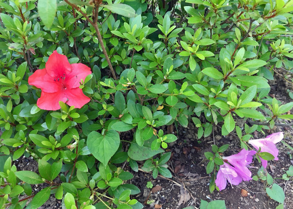 南よりの庭に移植後、赤とピンクの花が咲いたサツキ