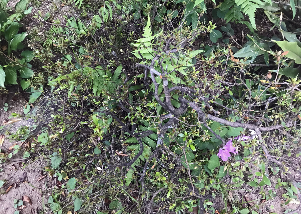 葉が虫に食べられたたサツキ