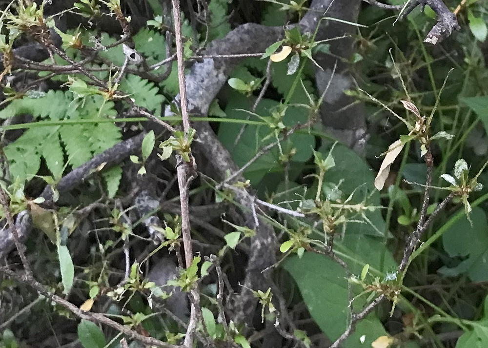 葉が虫に食べられたたサツキ