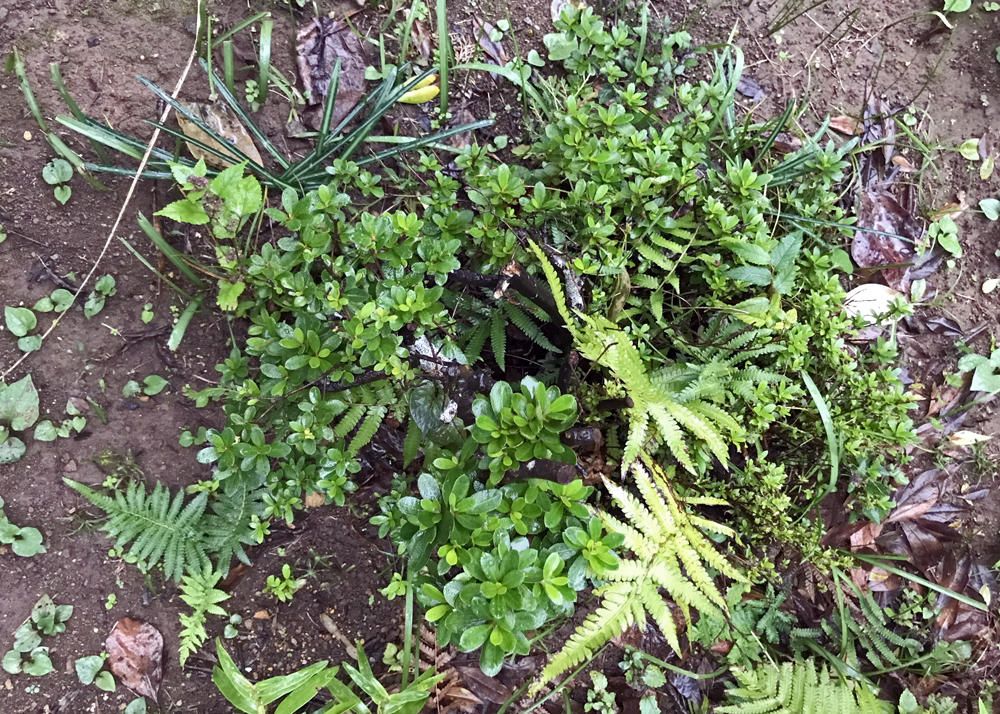 新芽が出て葉が増えてきたサツキ（剪定後の回復途中）