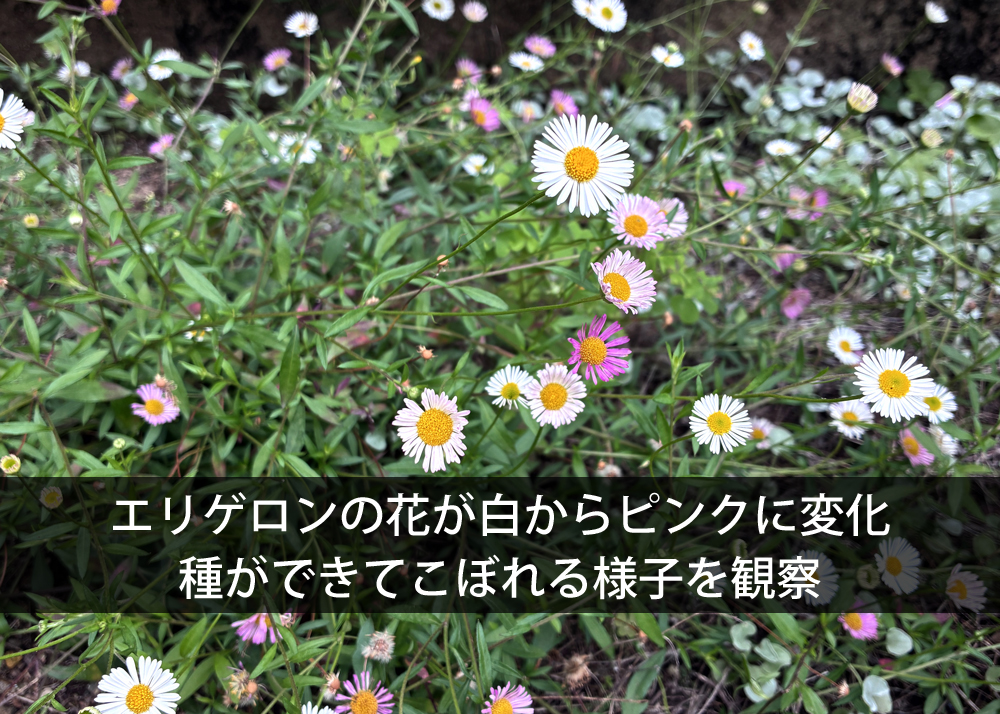 エリゲロンの花が白からピンクに変化｜種ができてこぼれる様子を観察