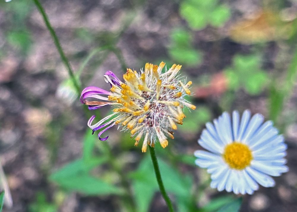 エリゲロンの筒状花がくずれてきたところ