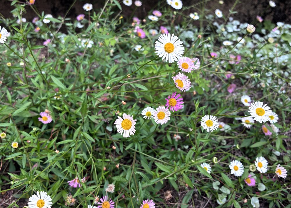 エリゲロンの花