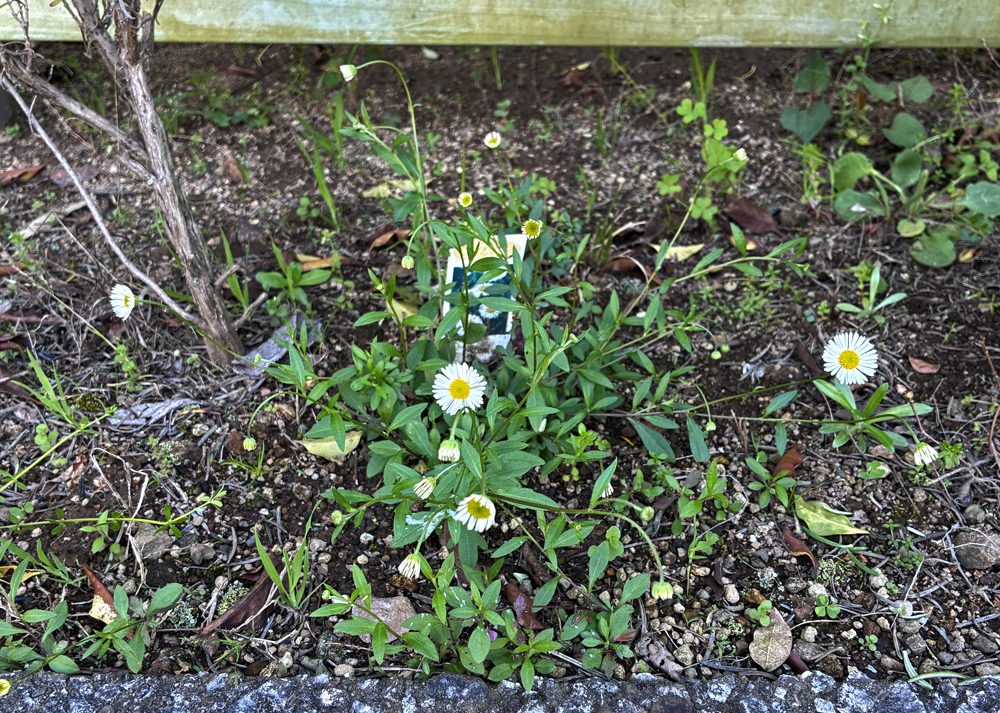 花が咲きはじめたエリゲロン（白い花）