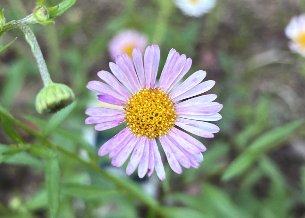 うすピンク色のエリゲロンの花