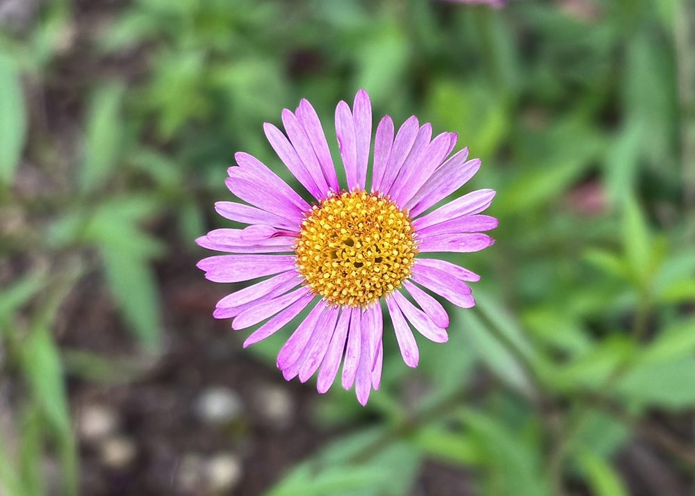 ピンク色のエリゲロンの花