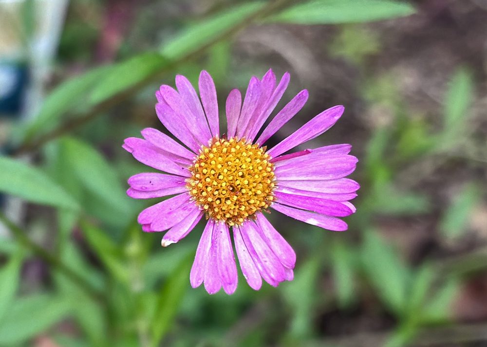 濃いピンク色のエリゲロンの花