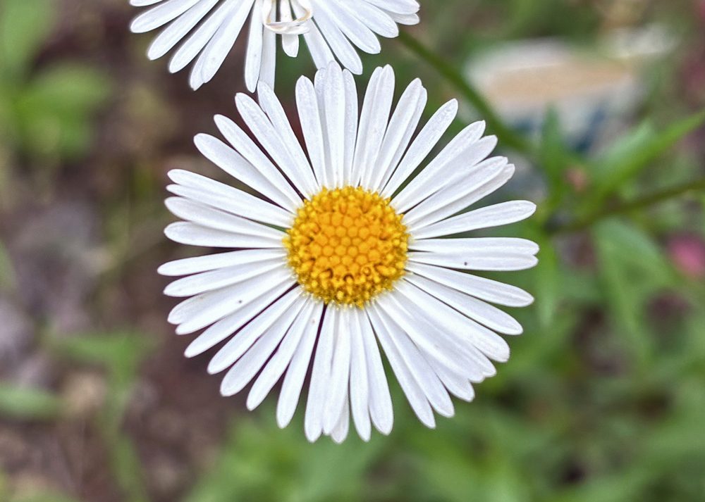 白色のエリゲロンの花