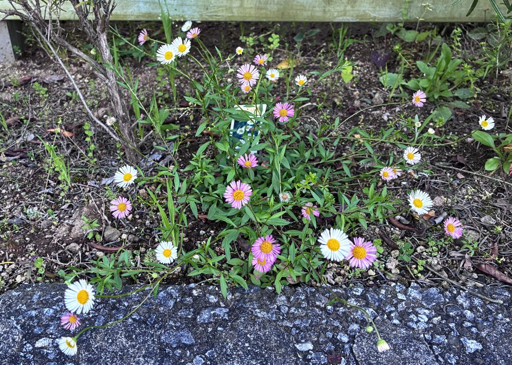 濃いピンク色が混じったエリゲロンの花