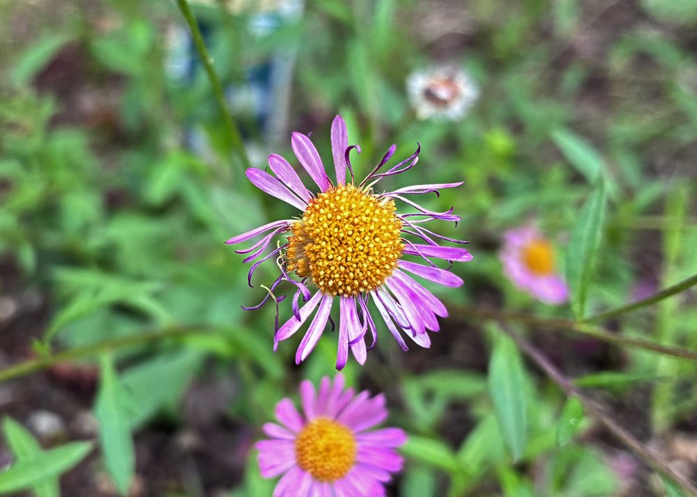 枯れたエリゲロンの花