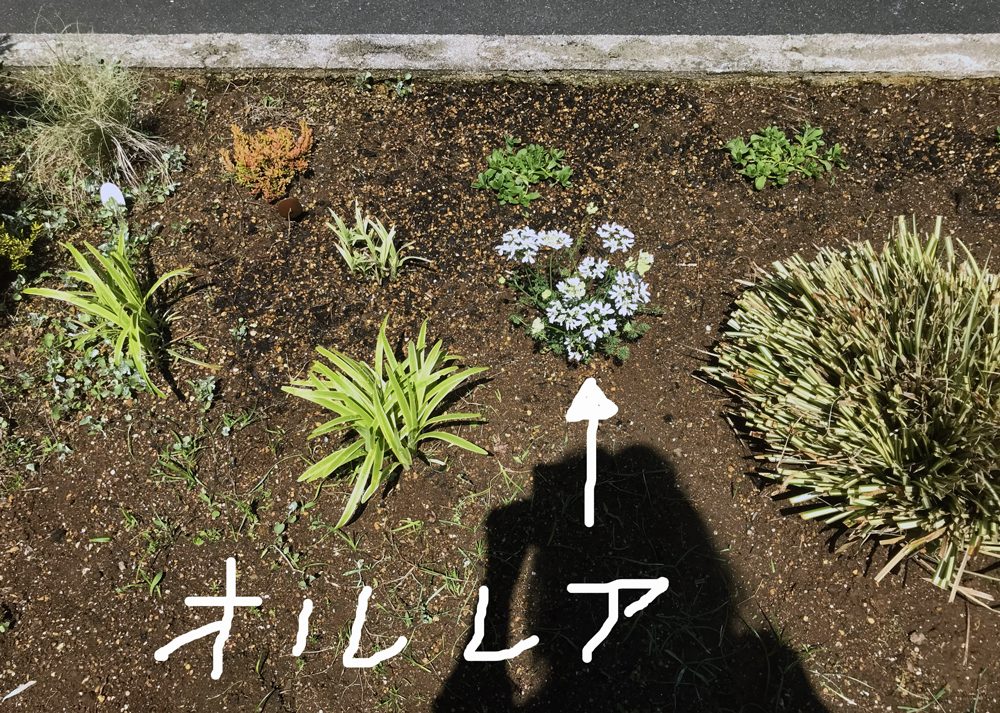 地植えしたオルレア