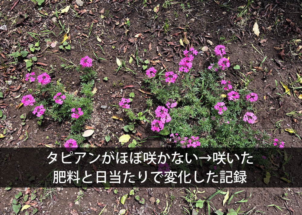 タピアンがほぼ咲かない→咲いた｜肥料と日当たりで変化した記録