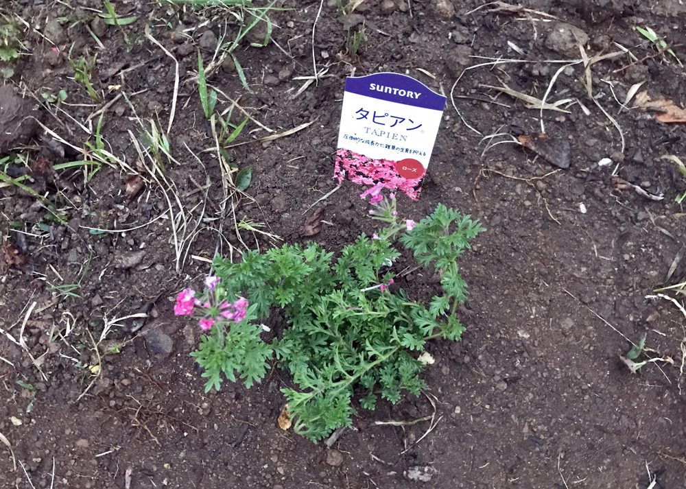 秋に地植えしたタピアン