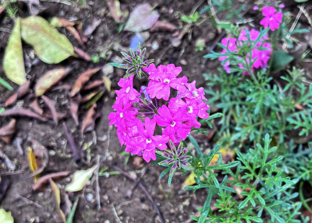 花が盛り上がってドーム状になっているピンク色のタピアン