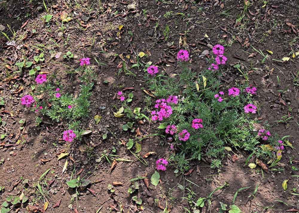 ピンク色のタピアン（地植え）