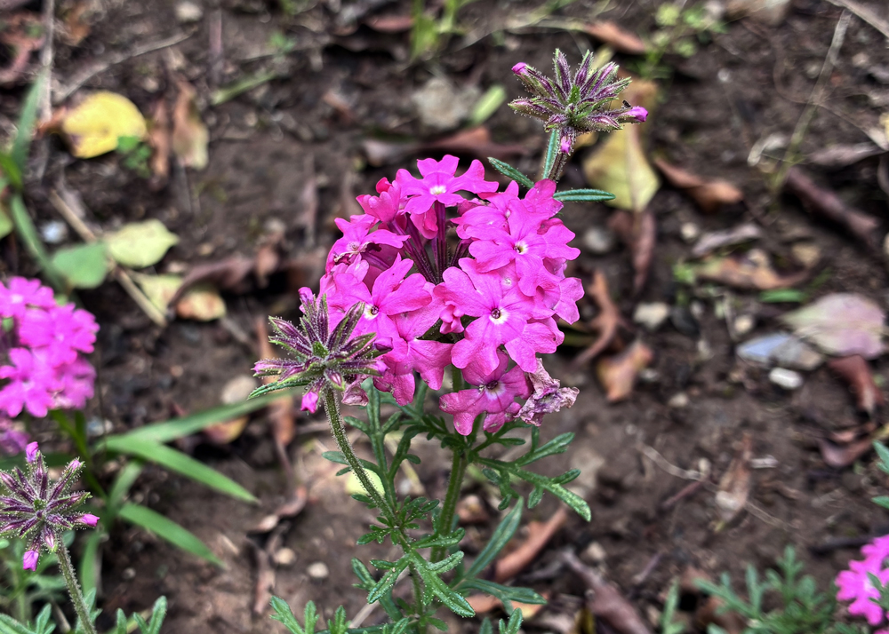 ピンク色のタピアンの花