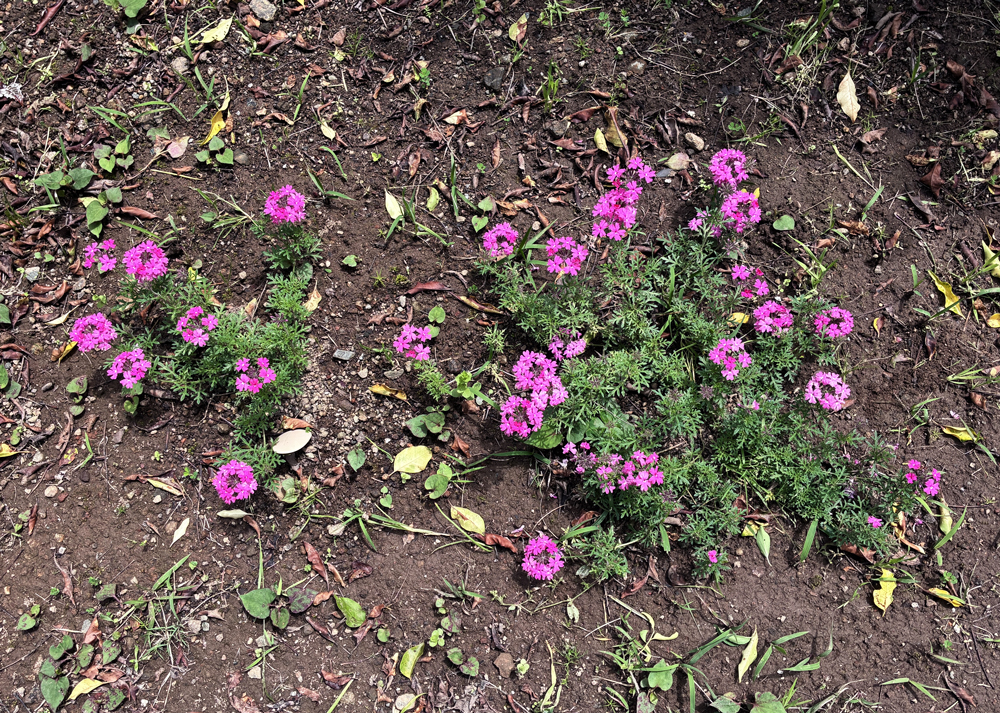 ピンク色のタピアン（地植え）