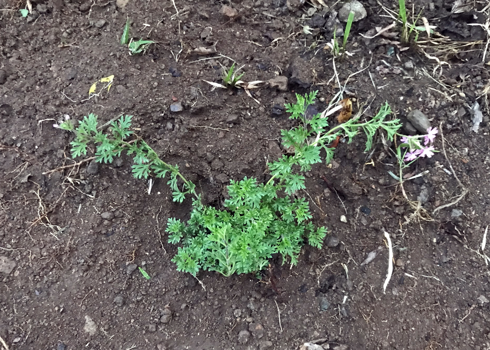 秋に地植えしたタピアン