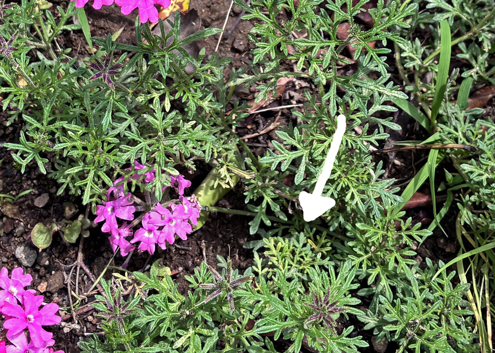 根元に近い部分がうっすら黄色くなっているタピアンの葉