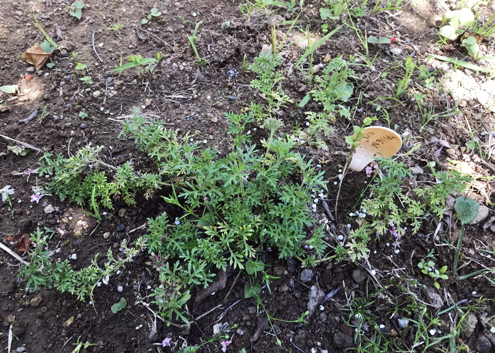 ほぼ花が咲かないタピアン（5月の様子）