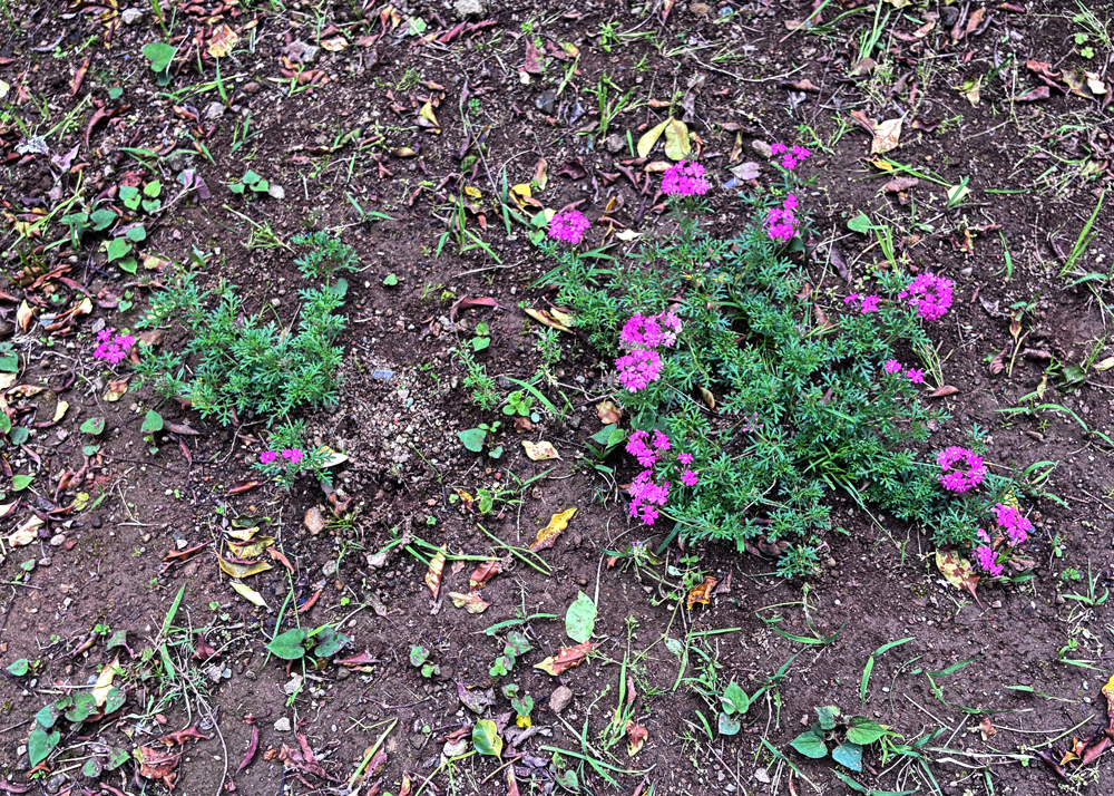 ピンク色のタピアン（地植え）