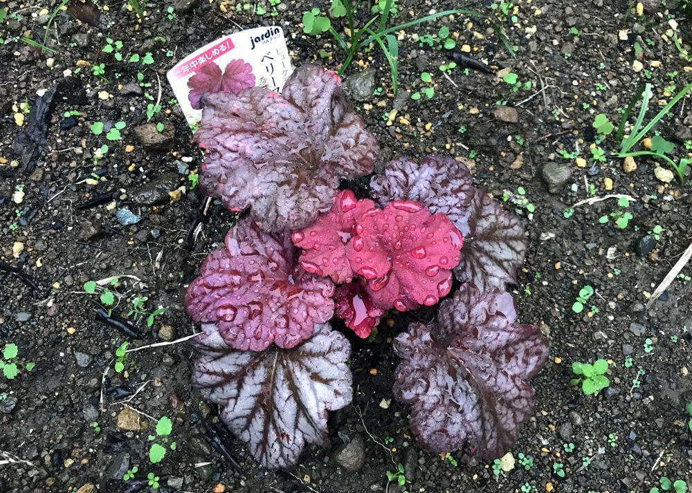 地植えしたヒューケラベリースムージー
