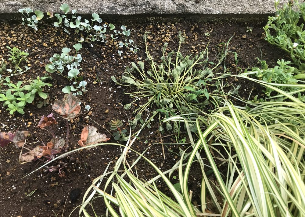 蒸れで葉が傷んだポーチュラカ