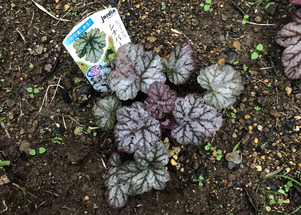地植えしたヒューケラシナバーシルバー