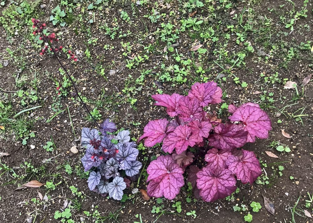 地植えしたヒューケラシナバーシルバーとヒューケラベリースムージー