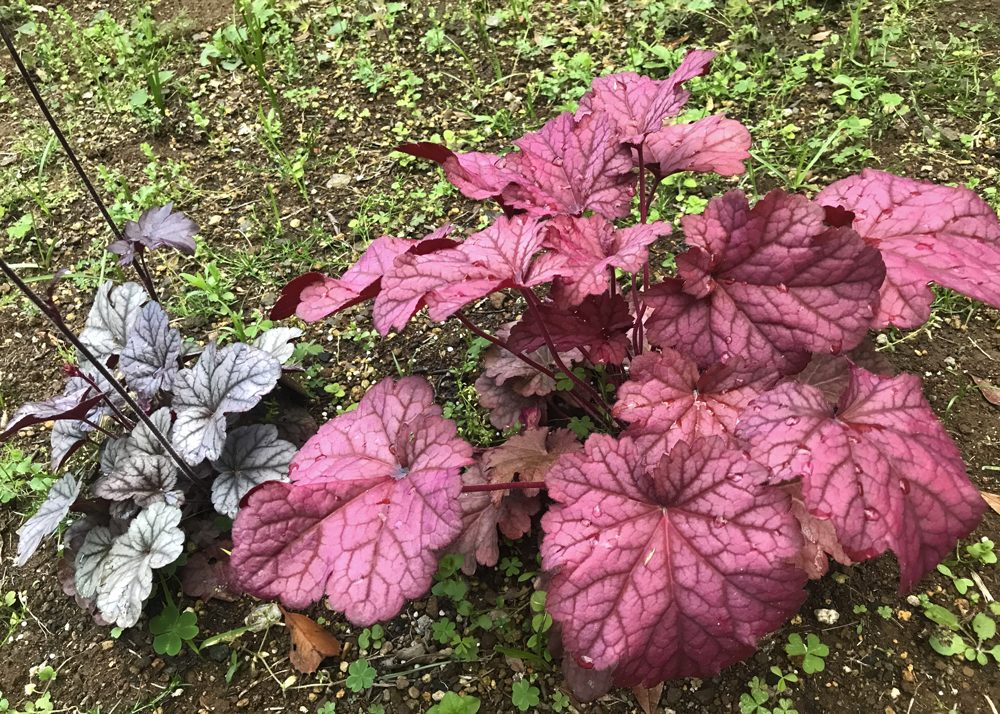 地植えしたヒューケラシナバーシルバーとヒューケラベリースムージー