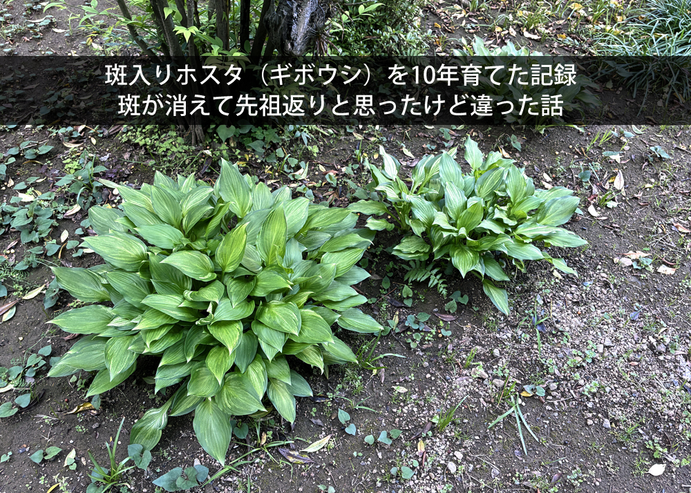 斑入りホスタ（ギボウシ）を10年育てた記録｜斑が消えて先祖返りと思ったけど違った話
