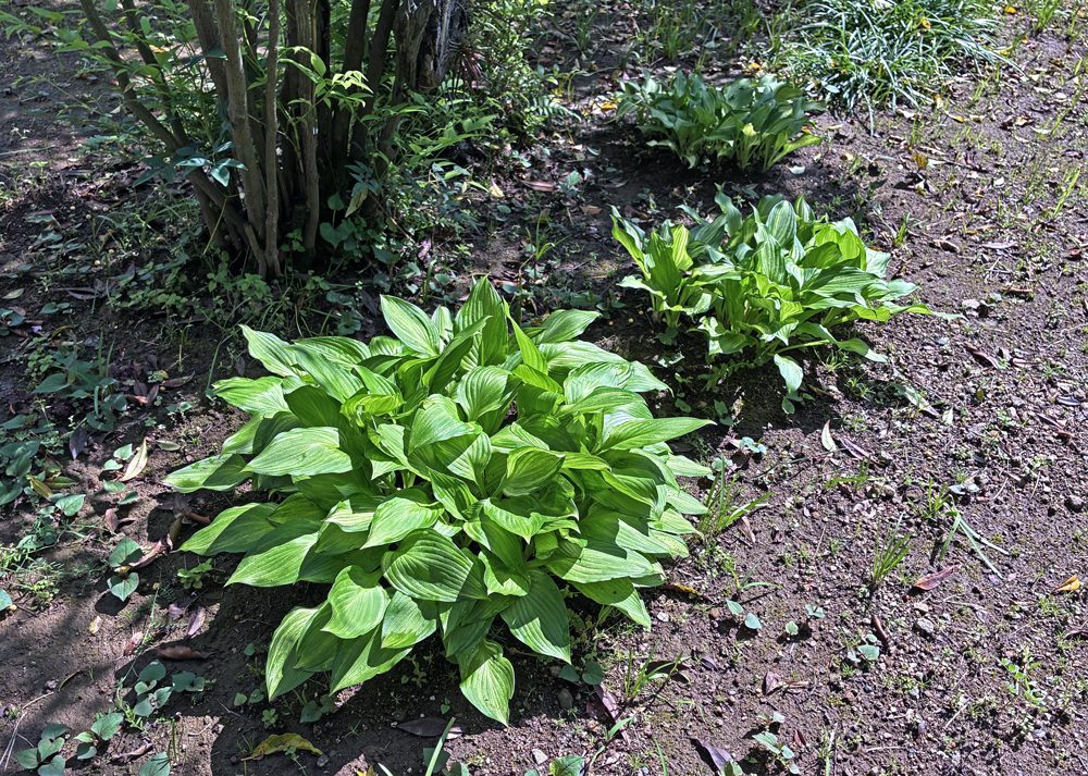 南の庭の半日陰で育てている斑入りホスタが春に芽吹いている様子
