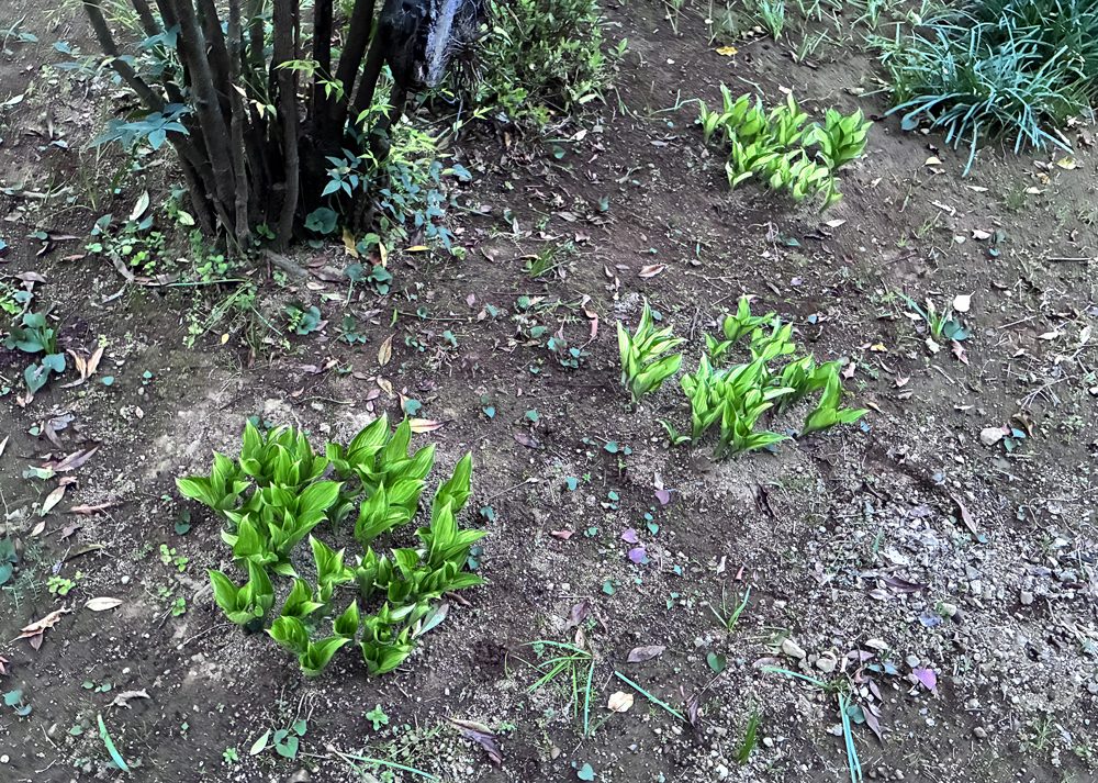 南の庭の半日陰で育てている斑入りホスタが春に芽吹いている様子