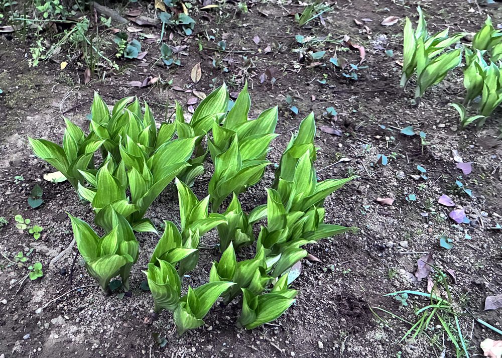 南の庭の半日陰で育てている斑入りホスタが春に芽吹いている様子