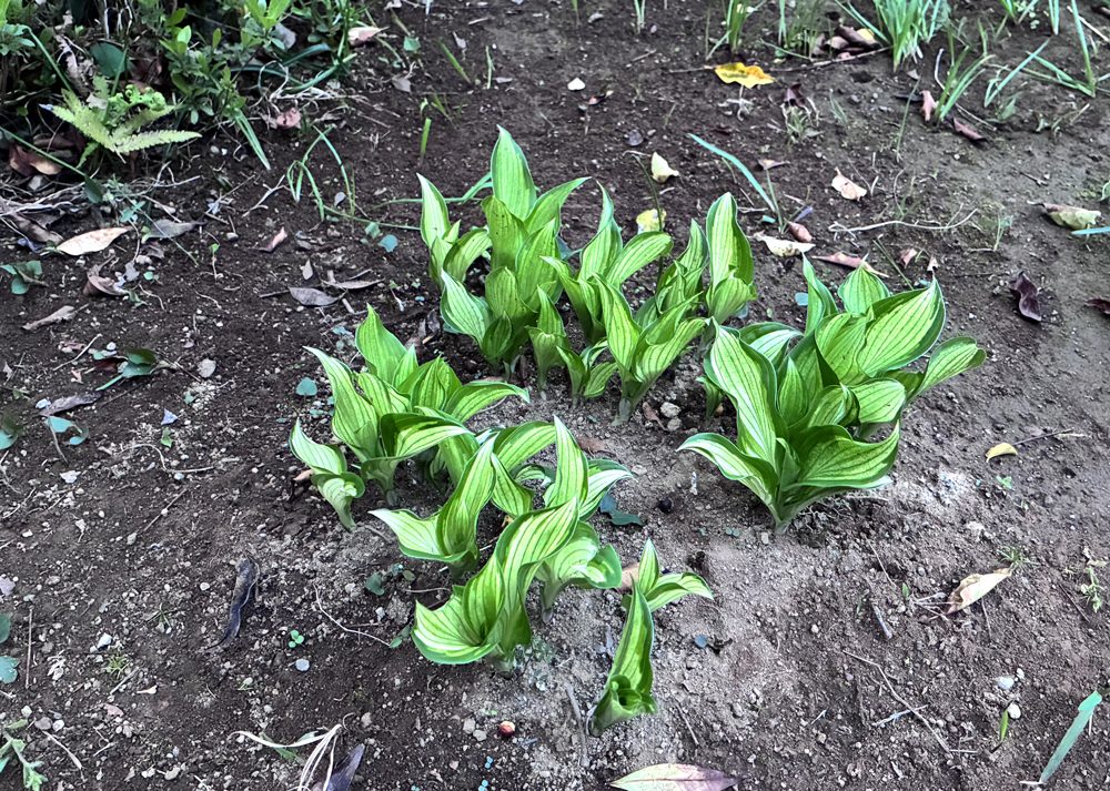 南の庭の半日陰で育てている斑入りホスタが春に芽吹いている様子