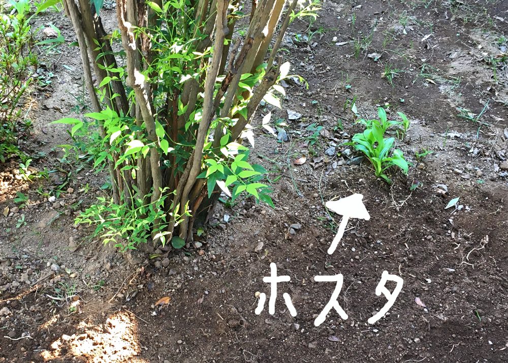 9月に刈り込んだホスタが10月に芽吹いている様子