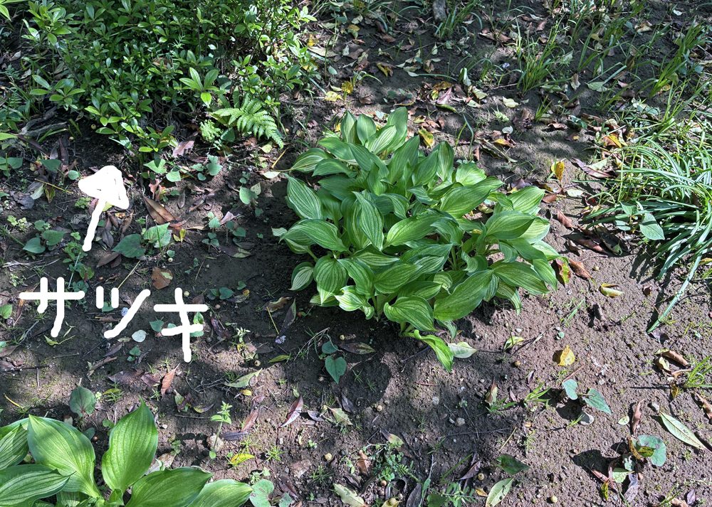 南の庭の半日陰で育てている斑入りホスタ